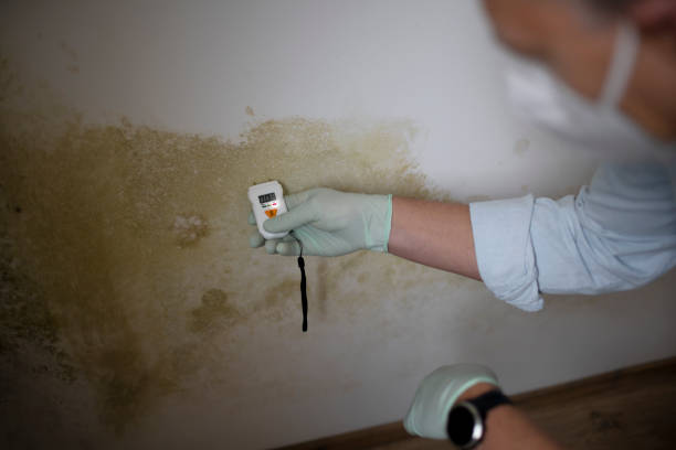 Best Residential Mold Remediation in Lakewood, CO