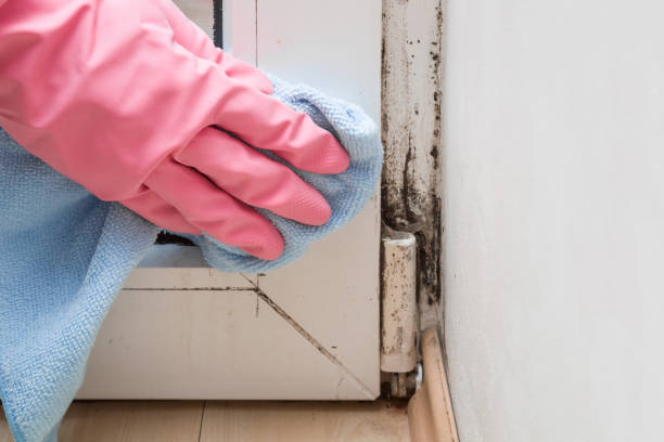 Lakewood, CO Mold Remediation Company